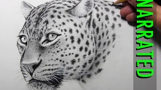 How to Draw a Leopard Narrated Step by Step [upl. by Ahsimaj]