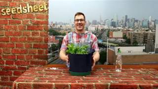 How To Trim and Harvest Cilantro [upl. by Horn]