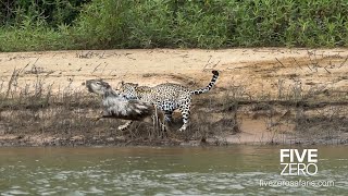 Careless Capybara gets Caught by Jaguar [upl. by Neoma]