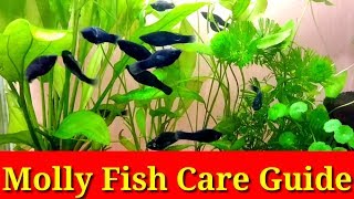 Molly Fish Care Guide [upl. by Clemence436]