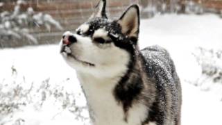 Siberian Husky dog playing in the Snow [upl. by Hinkel]