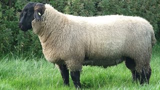 Suffolk Sheep  Large Meat Producers [upl. by Salbu]