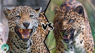 JAGUAR VS LEOPARD  PART II  Who would win [upl. by Enella59]