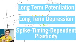 Brain Synapse Plasticity LTP LTD and STDP  22nd Week in Medical School [upl. by Jaan]