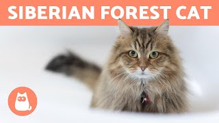 SIBERIAN CAT  Characteristics Care and Health [upl. by Arodasi]