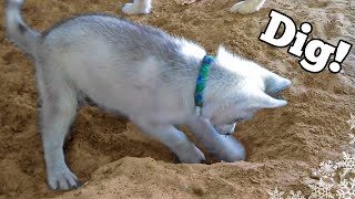 Siberian Husky Puppy learns to DIG [upl. by Ninnahc587]