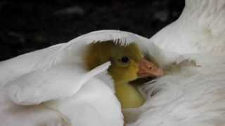 Kuikentje Piep onder moeder de Gans Goose Chicks [upl. by Noved]