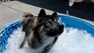 Husky Puppy Gets Ice Pool for the FIRST Time [upl. by Pengelly]