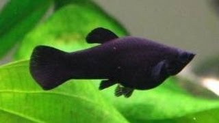 New Fish  29 Gallon  Black Mollies [upl. by Ellatsirhc]