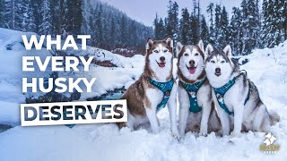 Huskies First Snow Of The Season  Husky Squad [upl. by Jacquenetta472]