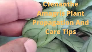 Ctenanthe Amagris  Fishbone Prayer Plant Propagation And Care Tips [upl. by Felicia]