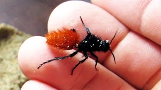 holding a cow killer aka red velvet ant [upl. by Hplodur]