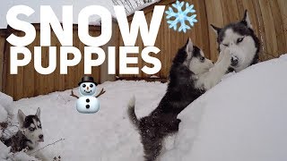 Husky Puppies First Time Playing In The Snow  Cute Snow Dogs [upl. by Rosamund]