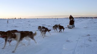 DOG SLED TRAINING WITH ALASKAN HUSKIES [upl. by Aelak]