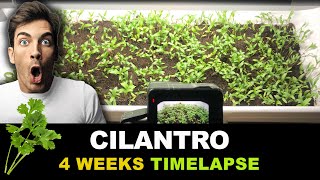 Growing Cilantro From Seeds Time Lapse 4 weeks [upl. by Rezeile293]