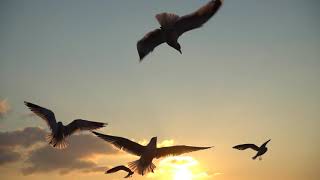 Birds Flying in the Sky at Sunset 🌅beauty of nature bird music videobirds flying video [upl. by Maitilde702]