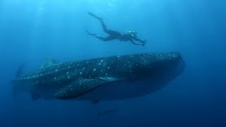 How do you become a marine biologist  BBC Earth Explore [upl. by Weiss]