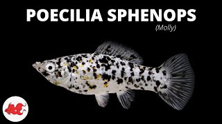 Poecilia sphenops  Molly ✔ [upl. by Nepil]