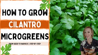 How to Grow Cilantro Microgreens  Full Walkthrough  On The Grow [upl. by Mcgrath]