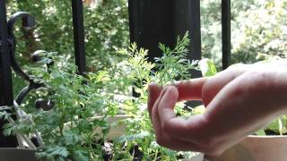 How and When to Prune Cilantro [upl. by Orson]