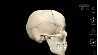 Anatomy of the Temporal Bone [upl. by Halladba362]