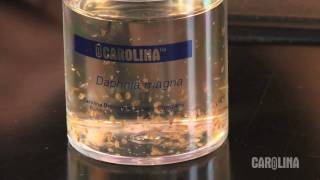 How to Care for Daphnia [upl. by Yspyg]