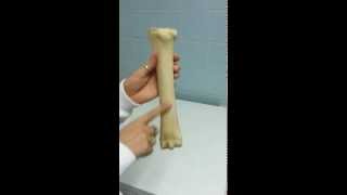 Metacarpal Bones anatomy  Horse  Equine  Veterinary [upl. by Rhyne]