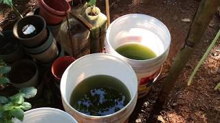 How to grow Green Water Algae [upl. by Aniakudo]