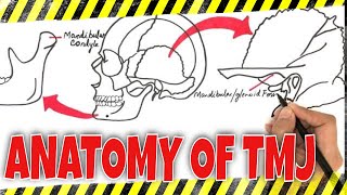 Anatomy of TMJ Temporomandibular Joint [upl. by Frederico]