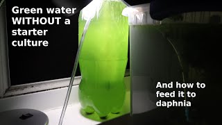 Green Water WITHOUT a Starter Culture  From Scratch  How To [upl. by Tegdig]