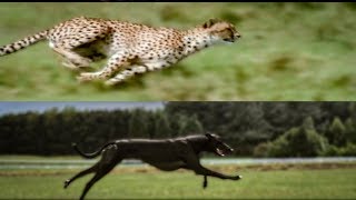 Cheetah vs Greyhound Speed Test  BBC Earth [upl. by Vitalis]