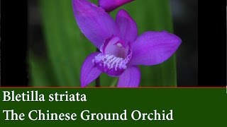 How to Divide and Propagate Bletilla striata  Chinese Ground Orchid [upl. by Orodoet616]