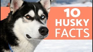 10 Things You Didn’t Know About the Siberian Husky [upl. by Royal632]