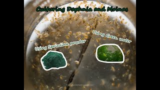 How To Culture Daphnia and Moinas using Green Water Spirulina powder [upl. by Mayfield68]