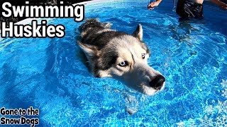 Husky Gets NEW Pool  Husky Swimming in the Pool Party [upl. by Aicenev]