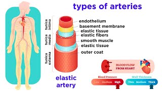 The Circulatory System Part 2 Blood Vessels [upl. by Alvan622]