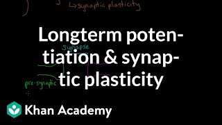 Long term potentiation and synaptic plasticity  Processing the Environment  MCAT  Khan Academy [upl. by Mayor369]