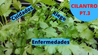 Tutorial siembra de Cilantro pt3 Cuidados [upl. by Keener]