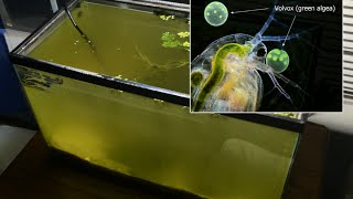 Raising Daphnia for the Freshwater Aquarium [upl. by Llydnek]