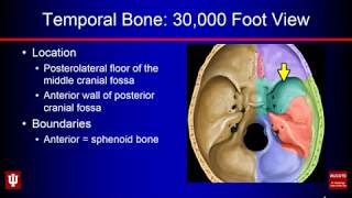 Temporal Bone Anatomy [upl. by Euqinmod]