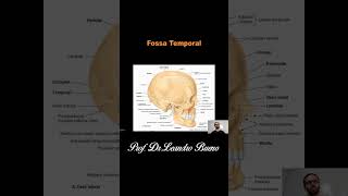 Fossa Temporal  Anatomia  Anatomia Humana [upl. by Smukler]