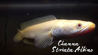 Channa Striata Albino [upl. by Paderna232]