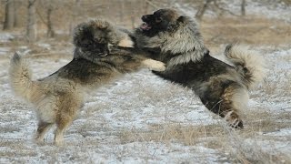 Caucasian Shepherd Dog vs Wolf Documentary in HD [upl. by Rett]