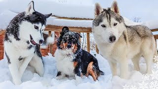 My Husky Plays With a PUPPY In DEEP Snow [upl. by Marlene]