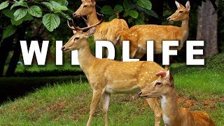 WILDLIFE IN 4K ULTRA HD 60fps [upl. by Neirda]