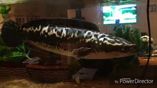 Channa micropeltes  giant snakehead [upl. by Adnek]