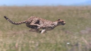 Cheetah  Chase Compilation [upl. by Uhayile]