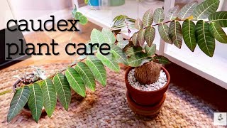 Caudex Plant Care [upl. by Lleze455]