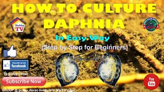 HOW TO CULTURE DAPHNIA In Easy Way [upl. by Dacy]