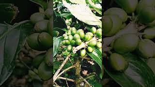 Coffee Estate  Chikmagalur UonEarth JoseAnand [upl. by Avera]